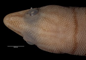 Media type: image;   Herpetology R-12304